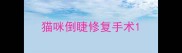 猫咪倒睫修复手术