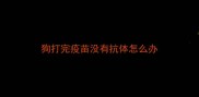 狗打完疫苗没有抗体怎么办