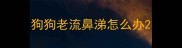 狗狗老流鼻涕怎么办