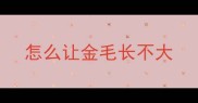 怎么让金毛长不大
