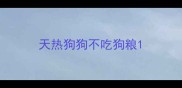天热狗狗不吃狗粮