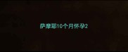 萨摩耶10个月怀孕