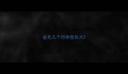 金毛几个月体型长大