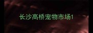 长沙高桥宠物市场