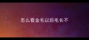 怎么看金毛以后毛长不