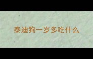泰迪狗一岁多吃什么