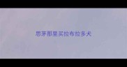 思茅那里买拉布拉多犬