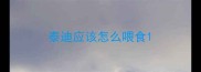 泰迪应该怎么喂食