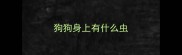 狗狗身上有什么虫