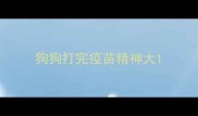 狗狗打完疫苗精神大