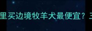 边牧购买全攻略中国哪里买边境牧羊犬最便宜三大渠道对比与避坑指南