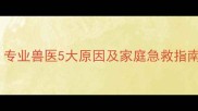 狗狗抽筋怎么办专业兽医5大原因及家庭急救指南附预防方案