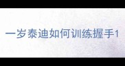 一岁泰迪如何训练握手