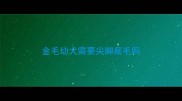 金毛幼犬需要尖脚底毛吗