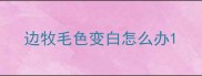 边牧毛色变白怎么办
