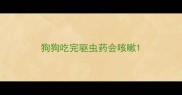 狗狗吃完驱虫药会咳嗽