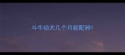 斗牛幼犬几个月能配种