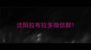沈阳拉布拉多微信群