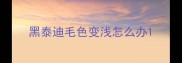 黑泰迪毛色变浅怎么办