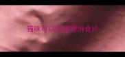 猫咪可以吃健胃消食片