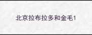 北京拉布拉多和金毛