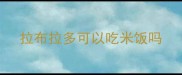 拉布拉多可以吃米饭吗
