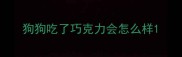 狗狗吃了巧克力会怎么样