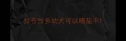 拉布拉多幼犬可以喂盐不