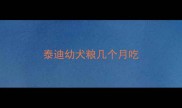 泰迪幼犬粮几个月吃