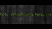 拉布拉多犬寻宝大作战和狗狗玩乌龟互动游戏的3个技巧附训练视频