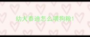 幼犬泰迪怎么喂狗粮