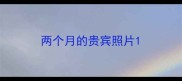 两个月的贵宾照片