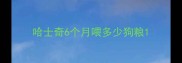 哈士奇6个月喂多少狗粮