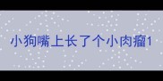 小狗嘴上长了个小肉瘤