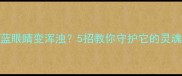 边牧蓝眼睛变浑浊5招教你守护它的灵魂之窗