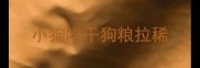 小狗吃干狗粮拉稀