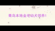 青岛本地金毛幼犬领养