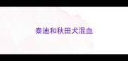 泰迪和秋田犬混血