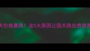 金毛犬价格暴跌这5大原因让国犬跌出贵族圈层