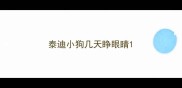 泰迪小狗几天睁眼睛
