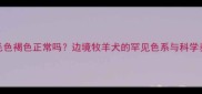 哈士奇毛色褐色正常吗边境牧羊犬的罕见色系与科学养护指南