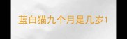 蓝白猫九个月是几岁