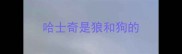 哈士奇是狼和狗的