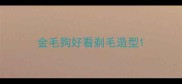 金毛狗好看剃毛造型