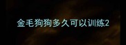金毛狗狗多久可以训练