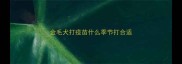 金毛犬打疫苗什么季节打合适