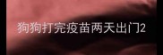 狗狗打完疫苗两天出门