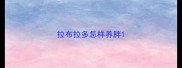 拉布拉多怎样养胖