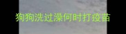狗狗洗过澡何时打疫苗