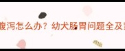 两个月大边牧腹泻怎么办幼犬肠胃问题全及紧急处理指南